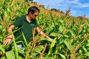 Perito agrônomo da Rural Perícia examinando plantas durante vistoria técnica em uma lavoura.